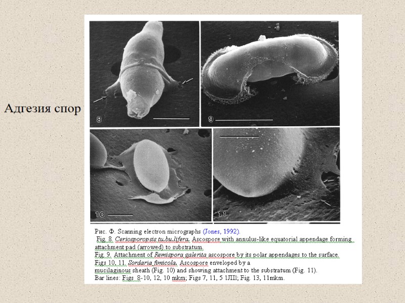 Адгезия спор